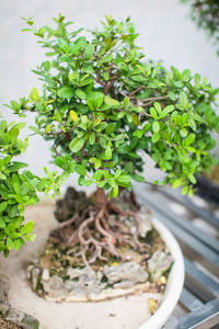 High angle view of potted plant