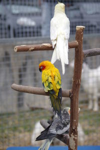 Close-up of parrot perching on branch