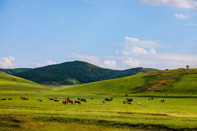 Flock of sheep grazing in a field