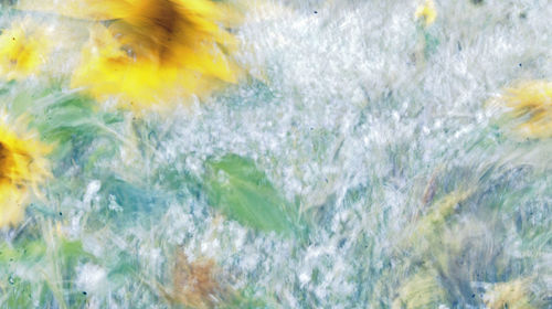 Close up of yellow flower