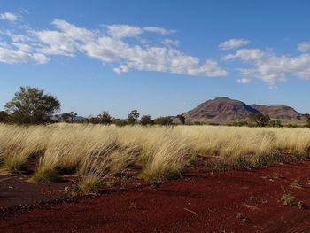 Scenic view of field against sky