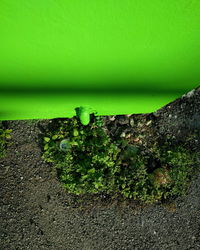 Close-up view of plant