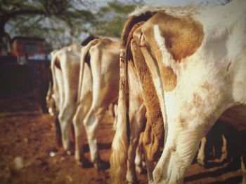 Close-up of horse on field
