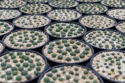 Blooming yellow cactus flower is astrophytum asterias is a species of cactus plant.