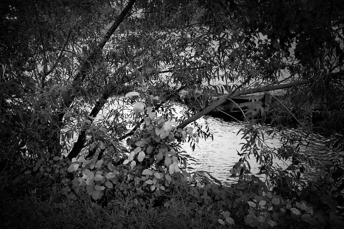 VIEW OF TREES BY RIVER