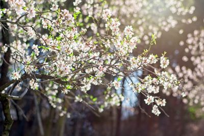 Almond tree branches in bloom in spring