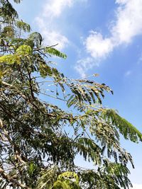 Low angle view of tree against sky