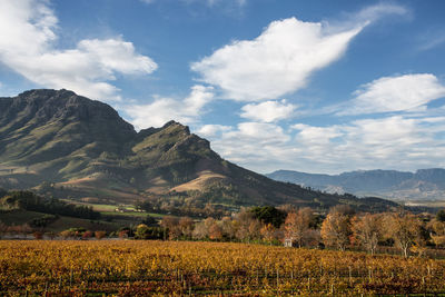 Scenic view of agricultural field against sky