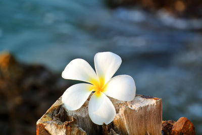 Close-up of white flowering plant