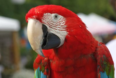 Close-up of parrot