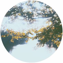 Reflection of trees in water