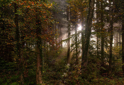 Sunlight streaming through trees in forest