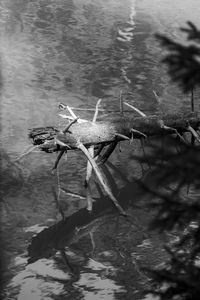 High angle view of duck in lake