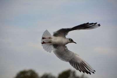 Bird flying against sky