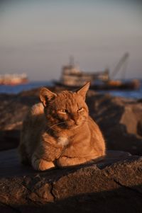 Close-up of cat looking away