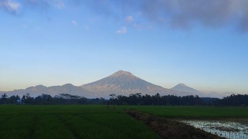 Scenic view of field against sky