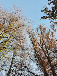 Low angle view of tree against sky