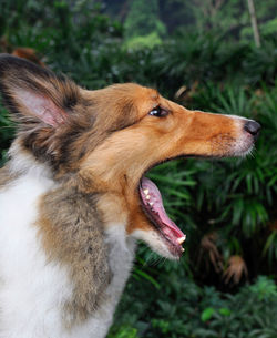 Shetland sheepdog yawning