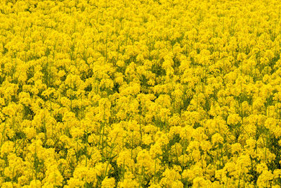 Full frame shot of yellow flowering plants on field