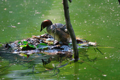 Duck swimming in a lake