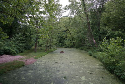 Walkway along trees in park