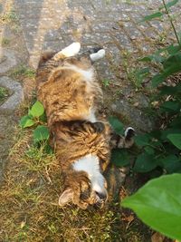 High angle view of a cat on ground