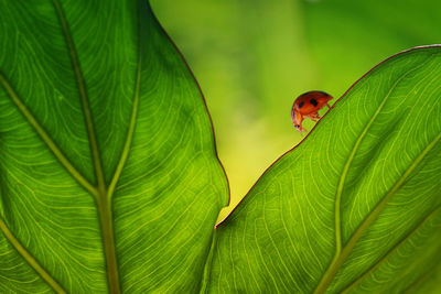 Close-up of ladybug on leaf