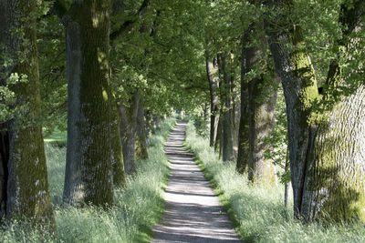 Dirt road amidst trees in forest