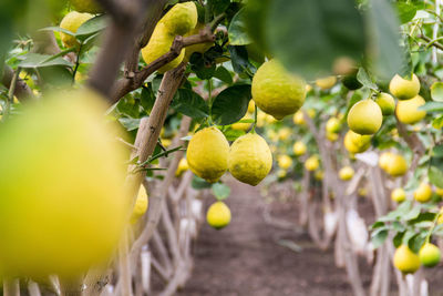 Close-up of lemons growing