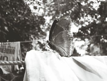 Insect on leaf