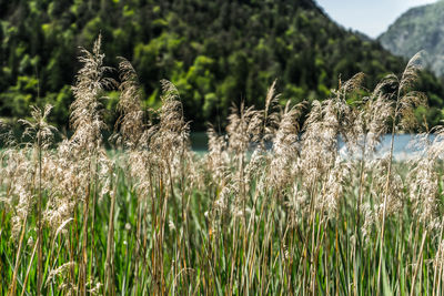 Close-up of stalks in field