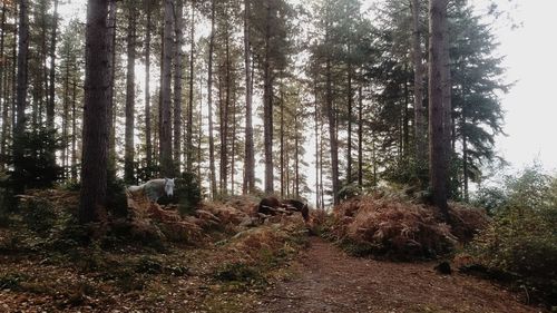 Trees in forest against sky