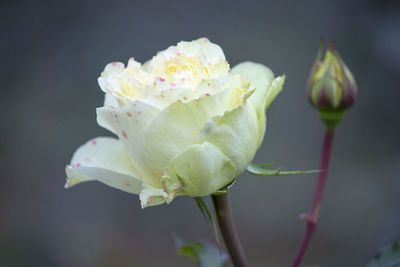 Close-up of rose growing outdoors