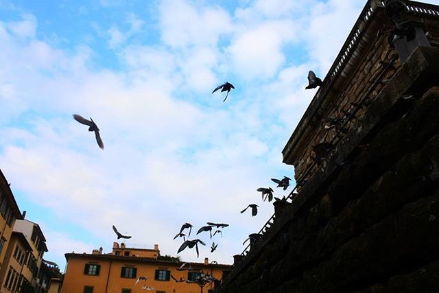 bird, flying, animal themes, animals in the wild, architecture, building exterior, wildlife, built structure, low angle view, sky, flock of birds, spread wings, mid-air, cloud - sky, seagull, city, medium group of animals, cloud, cloudy