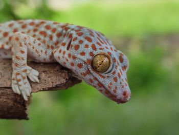 Close-up of a lizard