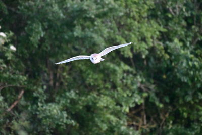 Bird flying over a tree