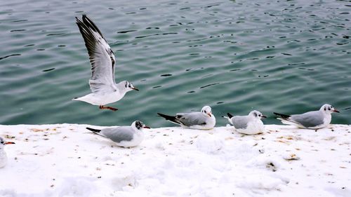 High angle view of swans swimming on lake