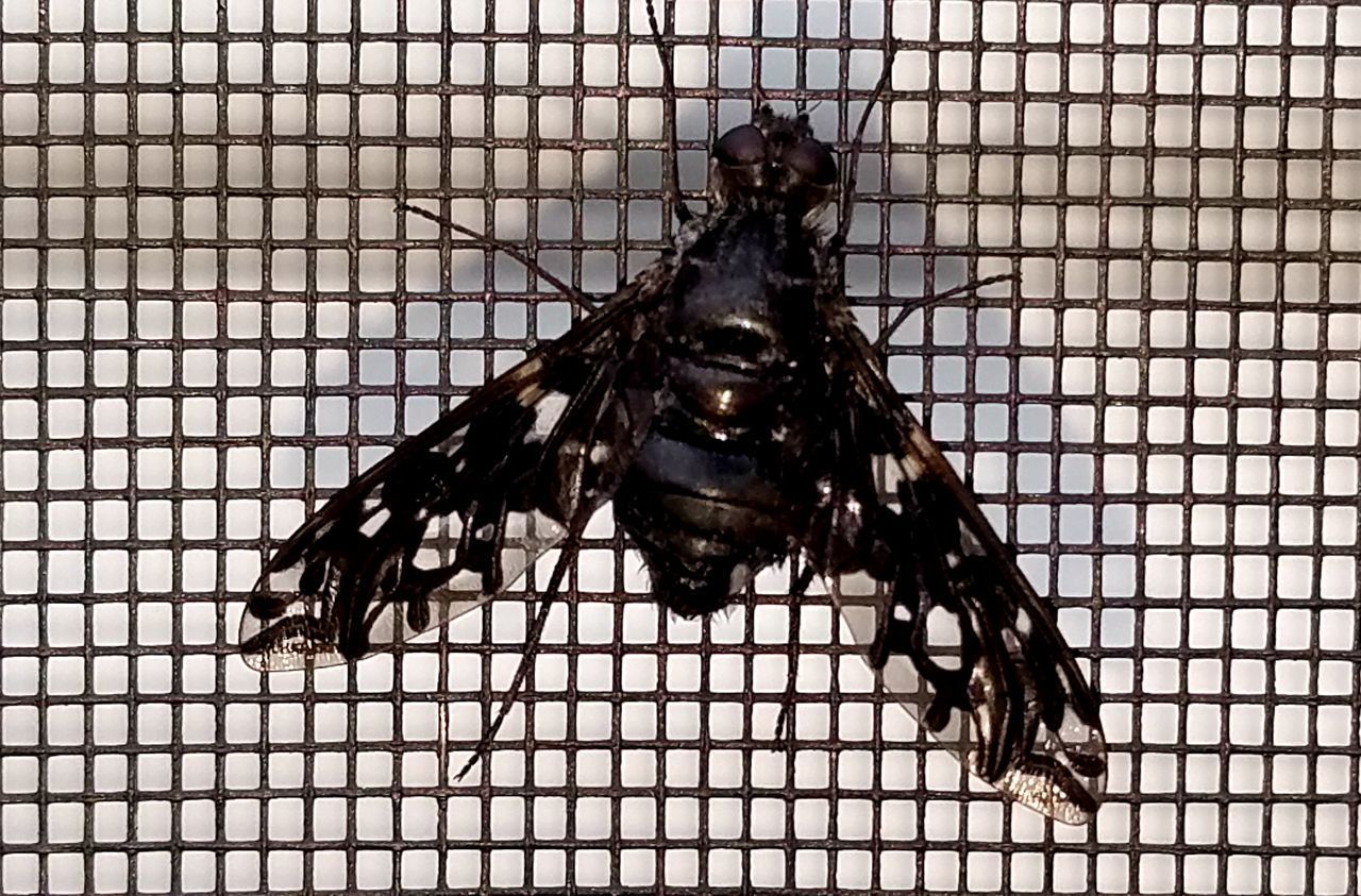 HIGH ANGLE VIEW OF BLACK INSECT IN CAGE AT HOME