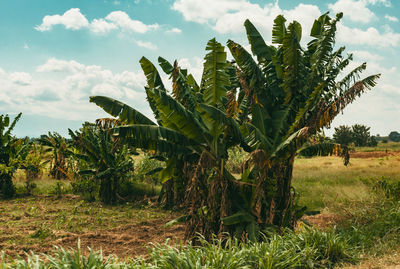 Trees growing on field against sky