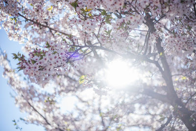 Low angle view of cherry blossom tree