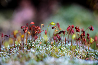 Close-up of flowering plants on field