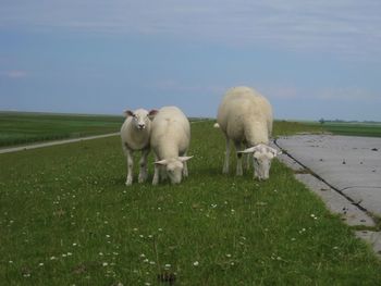 Sheep grazing in a field