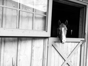 Portrait of horse standing in stable