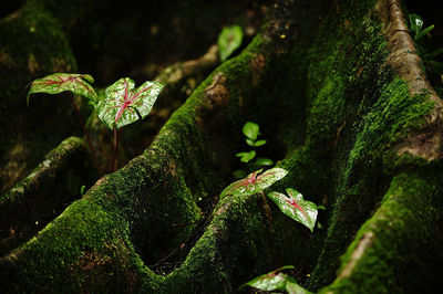 Close-up of moss growing on tree in forest