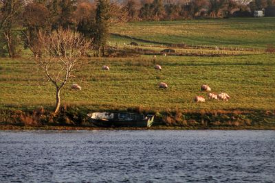 View of sheep on riverbank