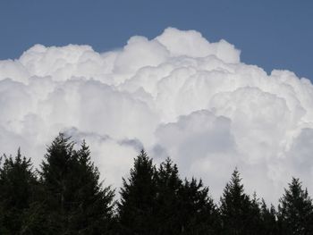 Low angle view of trees against sky