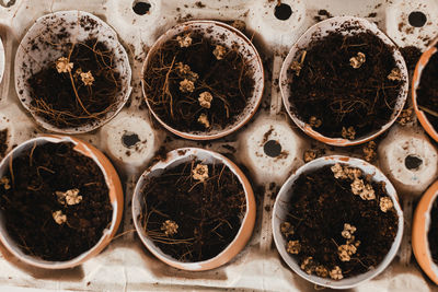 Full frame shot of potted plants