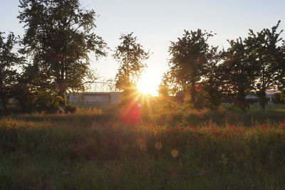 Scenic view of grassy field against sky during sunset