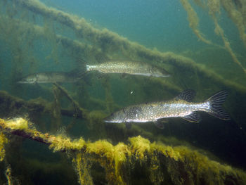 Fish swimming in sea