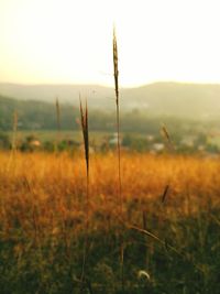Close-up of crops growing in field against sky